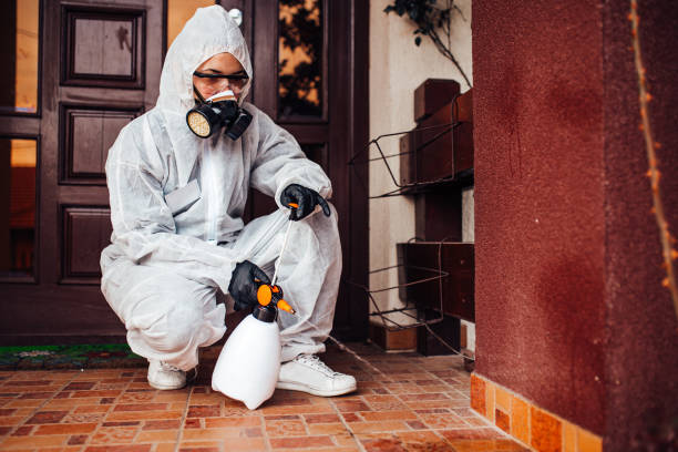 Attic and Crawl Space Rodent Treatment in St. Albans